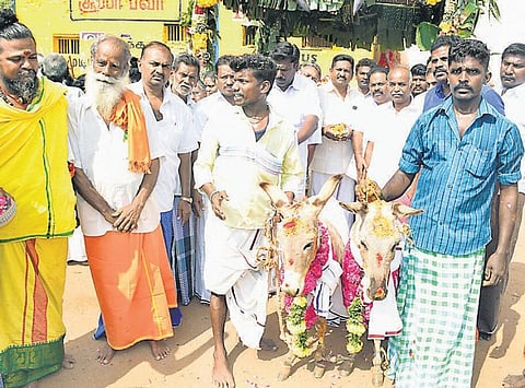 மழை பெய்ய வேண்டி கழுதைகளுக்கு திருமணம்﻿: அலங்காநல்லூரில் விநோதம்﻿