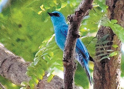 விருதுநகர் மாவட்டத்துக்கு படையெடுத்து வரும் அரிய வகை பறவைகள்﻿: வருடாந்திர கணக்கெடுப்பில் தகவல்