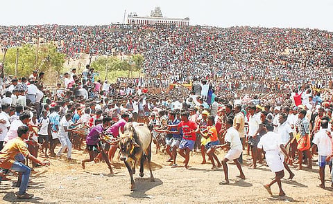 அரளிப்பாறையில் சீறிப் பாய்ந்த காளைகள்﻿: மலை மீது அமர்ந்து ஆயிரக்கணக்கான மக்கள் பார்த்தனர்﻿