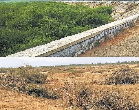 நூதன நிபந்தனையுடன் முன்ஜாமீன்﻿: 100 சீமைக் கருவேல மரங்களை அகற்ற வேண்டும்﻿- அரியலூர் மாவட்ட முதன்மை நீதிமன்றம் உத்தரவு﻿