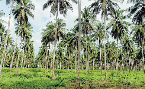 அந்தமான் விவசாயம் 25: முகவரி தரும் தென்னை வகைகள்﻿