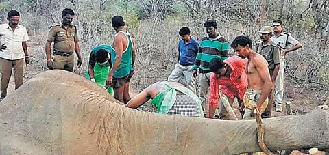 ஒகேனக்கல் வனத்தில் ஆண் யானை பலி﻿