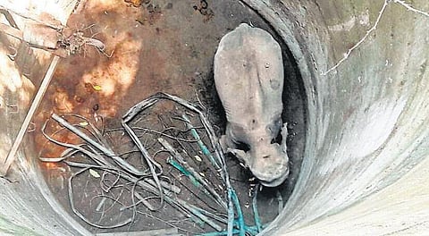 கிணற்றில் தவறி விழுந்த யானையை மீட்க வனத் துறையினர் தீவிர முயற்சி﻿