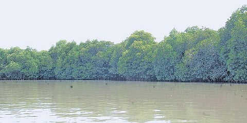 இறால் குட்டைகளால் கடலோர கிராமங்கள் பாதிப்பு﻿