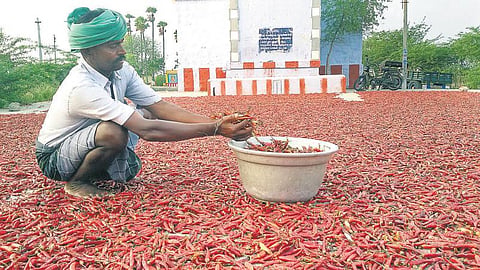 விளைச்சலும் இல்லை; விலையும் இல்லை﻿ - மீளாத துயரத்தில் மிளகாய் விவசாயிகள்﻿: ஆதாரவிலை நிர்ணயிக்குமா அரசு?﻿