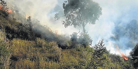 கொடைக்கானல் மலைப் பகுதியில் தீ﻿: கட்டுக்குள் கொண்டுவந்த வனத்துறையினர்﻿