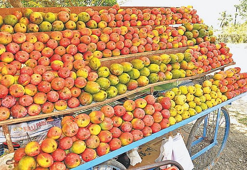 தேசிய நெடுஞ்சாலையோர கடைகளில் மாம்பழங்கள் விற்பனை விறுவிறுப்பு﻿: மாம்பழ சீசன் தொடக்கம்﻿