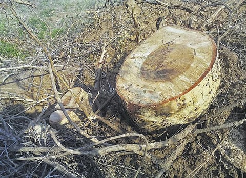 சீமைக்கருவேல மரங்களுடன் காட்டு மரங்களை அகற்றுவதாக புகார்﻿