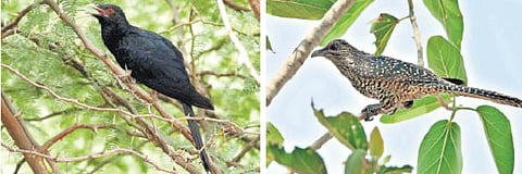 காகங்களை ஏமாற்றவே குயில்கள் கூவுகின்றனவா?﻿-  இனப் பெருக்கத்துக்காக போராடும் பறவையினம்