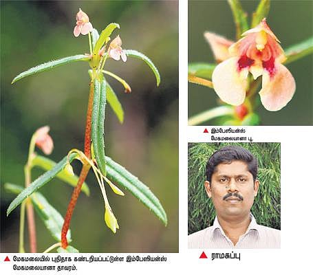 மேகமலையில் புதிய வகை தாவரம் கண்டுபிடிப்பு: பல்கலை. மாணவர்கள் தேடலுக்கு சர்வதேச அங்கீகாரம்﻿﻿