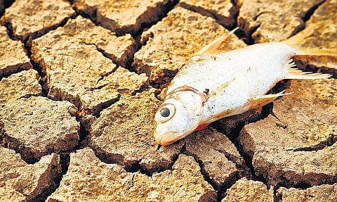 வாசிப்பை வசப்படுத்துவோம்: இலங்கை அமைச்சரின் சூழலியல் அரிச்சுவடி﻿