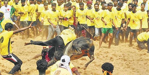 சிவகங்கை அருகே ஜல்லிக்கட்டில் 2 பேர் பலி﻿: 90 மாடுபிடி வீரர்கள் காயம்
