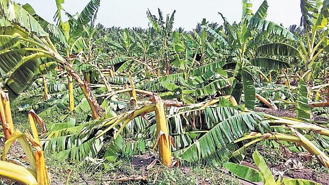 உடுமலையில் காற்றுடன் கனமழை﻿: 8,000 வாழை மரங்கள் சேதம்﻿