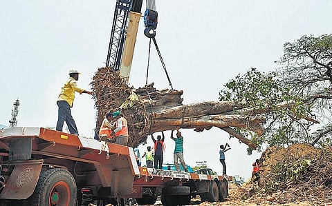 கோவை பார்க்கேட் சிக்னலில் ரவுண்டானா அமைப்பதற்காக﻿ நஞ்சப்பா சாலையில் இருந்த 4 மரங்கள் வேறு இடத்தில் மறுநடவு﻿