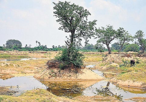 குட்டைகளாக மாறியுள்ள தாமிரபரணி ஆறு﻿: மணல் கொள்ளையால் கருங்குளம் பகுதியில் பாதிப்பு அதிகம்﻿