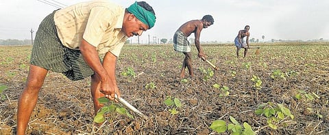 தண்ணீர் பற்றாக்குறையை சமாளிக்க﻿ பருத்தி சாகுபடிக்கு மாறிய விவசாயிகள்﻿ - குறைந்த தண்ணீர் போதுமானது; பராமரிப்பு செலவும் குறைவு﻿