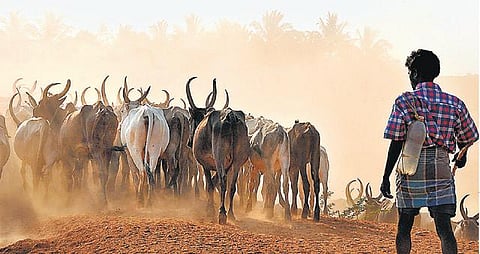 தமிழகத்தில் உயிர் போராட்டத்தில் கால்நடைகள்﻿: தண்ணீர் பற்றாக்குறையால் மாடுகள் விற்பனை﻿
