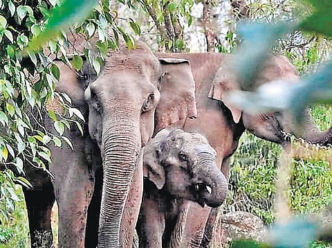 கொடைக்கானல் மலைகிராமத்தில் முகாமிட்டுள்ள காட்டு யானைகள்﻿: தோட்டப்பணிகளுக்குச் செல்ல முடியாமல் மக்கள் அச்சம்