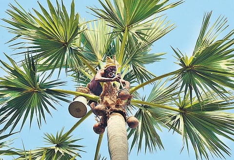 வறட்சியால் பதநீர் உற்பத்தி கடும் பாதிப்பு﻿: அழிவின் விளிம்பில் பாரம்பரிய பனைத் தொழில்﻿﻿