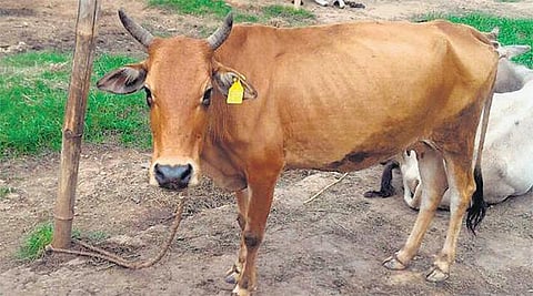 12 ஆயிரம் பசுக்களுக்கு அடையாள எண்﻿: கடத்தலைத் தடுக்க ஜார்க்கண்ட் அரசு நடவடிக்கை