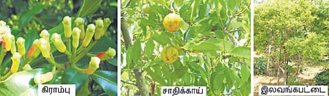 அந்தமான் விவசாயம் 31: நலம் தரும் நறுமணப் பயிர்கள்﻿