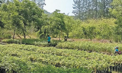 கடும் வறட்சியில் ‘கை’ கொடுக்கும் காடு வளர்ப்புத் திட்டம்﻿: முறையாக பராமரித்தால் மழை வளம் பெருக வாய்ப்பு﻿﻿