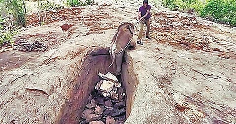 தேன்கனிக்கோட்டை அருகே﻿ 15 அடி பள்ளத்தில் விழுந்த குட்டி யானை மீட்பு﻿