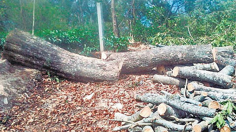 குந்தா பகுதியில் மரங்கள் வெட்டிக் கடத்தல்﻿