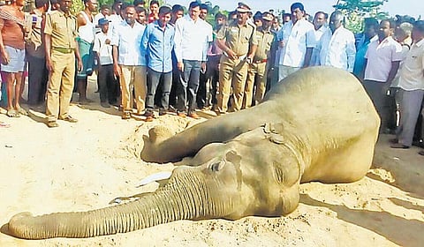 தளி அருகே ஆண் யானை உயிரிழப்பு﻿: மின்சாரம் தாக்கி இறந்ததா என விசாரணை﻿﻿