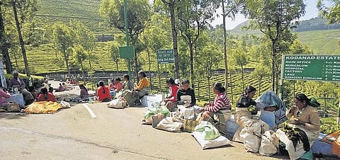 ஜெயலலிதா மரணம்; சிறையில் சசிகலா﻿- கோடநாடு எஸ்டேட் தொழிலாளர் வாழ்வாதாரம் கேள்விக்குறி﻿