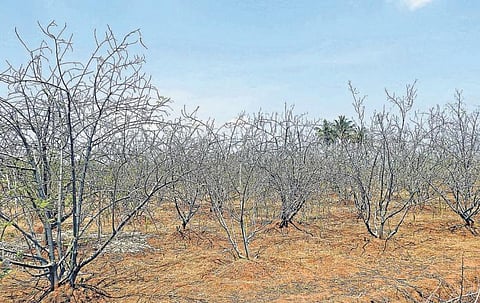 திண்டுக்கல்லில் வறட்சியால் கருகிய முருங்கை மரங்கள்﻿: கவலையில் விவசாயிகள்﻿