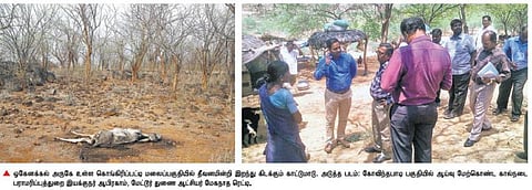 காவிரி கரையோரம் தொடரும் கால்நடை உயிரிழப்புகள்﻿: மழைக்காலம் வரை அரசு இலவச தீவனம் வழங்க கோரிக்கை﻿﻿