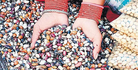 குறுந்தொடர் - விதை: நம் பெரும் சொத்து﻿