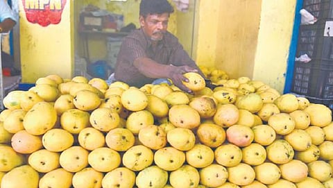 பணமதிப்பு நீக்கம், வறட்சி காரணங்களால் மாம்பழம், சாத்துக்குடி வரத்து குறைவு; விற்பனை பாதிப்பு﻿