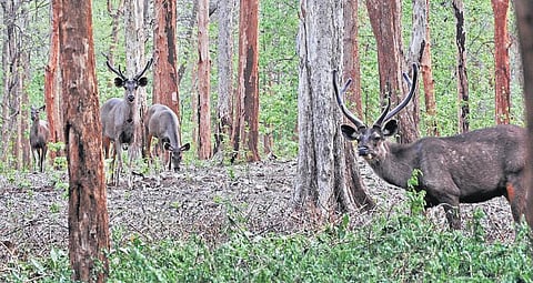 தமிழக-கேரள எல்லைப் பகுதியான﻿ வாளையாறில் மூடப்பட்டுள்ள மான் பூங்கா﻿: தமிழக சுற்றுலாப் பயணிகள் ஏமாற்றம்﻿﻿