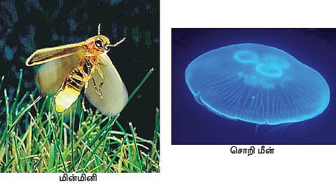கேள்வி மூலை 31: வெப்பம் உமிழாத ஒளி உலகில் உண்டா?﻿
