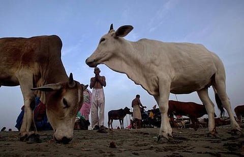 இறைச்சிக்காக சந்தைகளில் மாடுகளை விற்கத் தடை உத்தரவு: சென்னை உயர் நீதிமன்றத்தில் பொதுநல மனு
