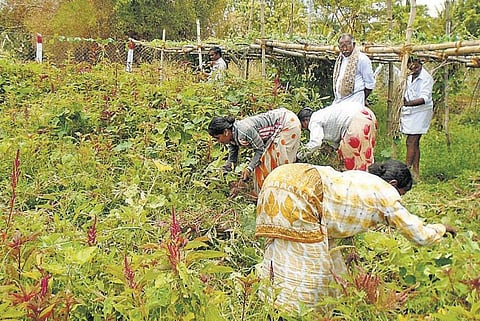 வறட்சியை வெல்லும் இயற்கை விவசாயி﻿