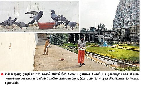 வறட்சியால் இரை தேட முடியாத﻿﻿ பறவைகள் பசியாற கடல் கடந்து உதவி﻿