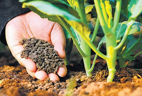 தொட்டனைத்து ஊறும் அமிழ்தம் 35: கொஞ்சம் உணவு நிறைய உரம்