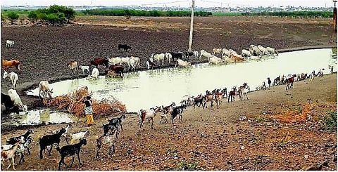 ராமநாதபுரம் மாவட்டத்தில் வறண்ட நீர்நிலைகள்: தண்ணீரை தேடி அலையும் கால்நடைகள்