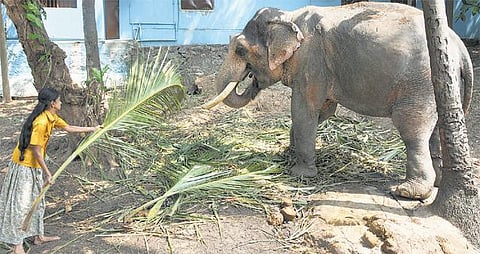 முகங்கள்: யானை வளர்க்கும் சகோதரிகள்!