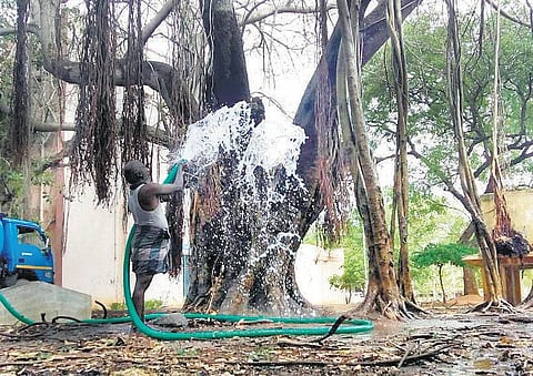 திருச்சி பெரியார் ஈவெரா கல்லூரியில்﻿﻿ முறிந்து விழுந்த 75 ஆண்டுகால ஆலமரத்தை பாதுகாக்க முயற்சி﻿