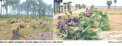 செங்கல் சூளைகளின் எரிபொருளுக்காக﻿﻿ நூறு ரூபாய்க்கு அழிக்கப்படும் பனை மரங்கள்﻿﻿
