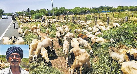 ஆடுகளை காப்பாற்ற மேய்ச்சல் நிலம் தேடி﻿ சிவகங்கைக்கு செல்லும் ராமநாதபுரம் விவசாயிகள்﻿
