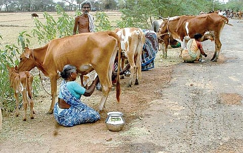 நாம் அருந்துவது நல்ல பால்தானா?