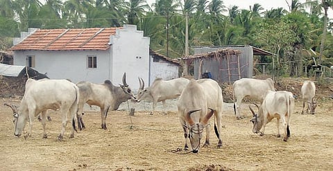 ஒட்டன்சத்திரம் அருகே﻿﻿ மெகா மாட்டுச்சந்தையில் ரூ.3 கோடிக்கு மேல் வர்த்தகம்﻿