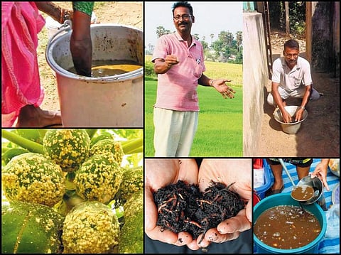 அமோக விளைச்சலுக்கு புதிய இயற்கை உத்திகள்
