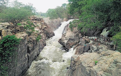 ஒகேனக்கல் காவிரியில் நீர்வரத்து அதிகரிப்பு﻿﻿: விநாடிக்கு 1,300 கனஅடியாக உயர்வு﻿﻿
