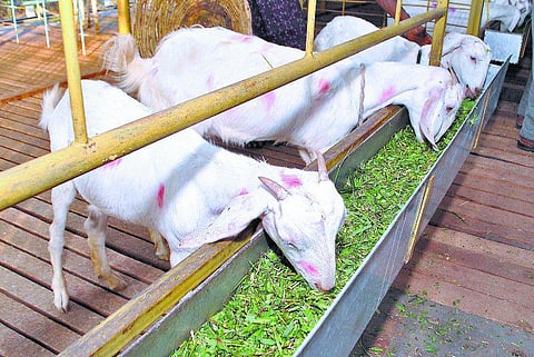 விலையில்லா ஆடுகள் வழங்கும் திட்டம் நிறுத்தி வைப்பு: தமிழக அரசு அறிவிப்பு